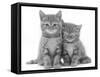 Two Ginger Domestic Kittens (Felis Catus)-Jane Burton-Framed Stretched Canvas