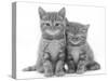 Two Ginger Domestic Kittens (Felis Catus)-Jane Burton-Stretched Canvas