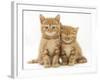 Two Ginger Domestic Kittens (Felis Catus)-Jane Burton-Framed Photographic Print