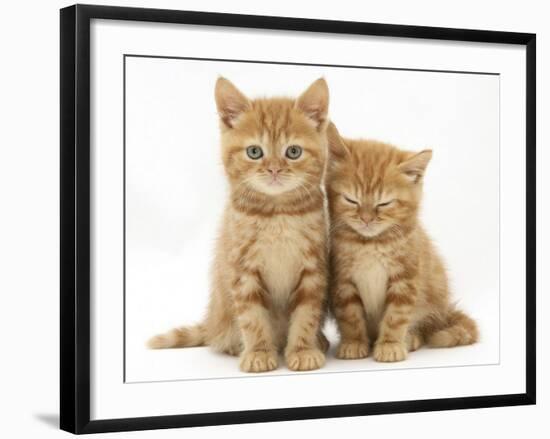 Two Ginger Domestic Kittens (Felis Catus)-Jane Burton-Framed Photographic Print