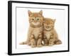 Two Ginger Domestic Kittens (Felis Catus)-Jane Burton-Framed Photographic Print