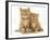 Two Ginger Domestic Kittens (Felis Catus)-Jane Burton-Framed Photographic Print