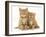 Two Ginger Domestic Kittens (Felis Catus)-Jane Burton-Framed Photographic Print