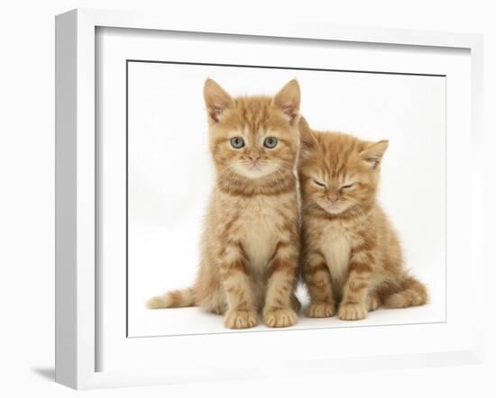 Two Ginger Domestic Kittens (Felis Catus)-Jane Burton-Framed Photographic Print