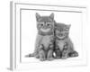 Two Ginger Domestic Kittens (Felis Catus)-Jane Burton-Framed Photographic Print