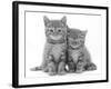 Two Ginger Domestic Kittens (Felis Catus)-Jane Burton-Framed Photographic Print