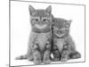 Two Ginger Domestic Kittens (Felis Catus)-Jane Burton-Mounted Photographic Print