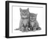 Two Ginger Domestic Kittens (Felis Catus)-Jane Burton-Framed Photographic Print