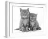 Two Ginger Domestic Kittens (Felis Catus)-Jane Burton-Framed Photographic Print