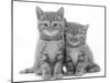 Two Ginger Domestic Kittens (Felis Catus)-Jane Burton-Mounted Photographic Print