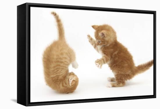 Two Ginger Kittens, 7 Weeks, Play-Fighting-Mark Taylor-Framed Stretched Canvas