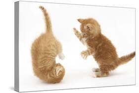 Two Ginger Kittens, 7 Weeks, Play-Fighting-Mark Taylor-Stretched Canvas