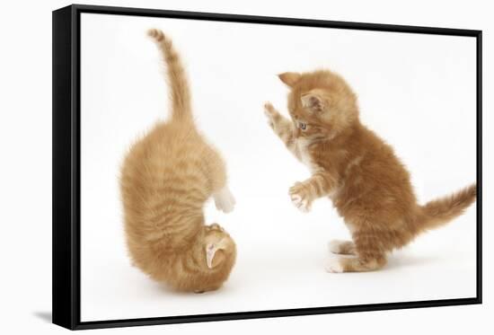 Two Ginger Kittens, 7 Weeks, Play-Fighting-Mark Taylor-Framed Stretched Canvas