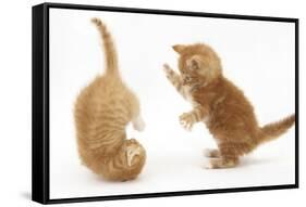 Two Ginger Kittens, 7 Weeks, Play-Fighting-Mark Taylor-Framed Stretched Canvas