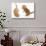 Two Ginger Kittens, 7 Weeks, Play-Fighting-Mark Taylor-Stretched Canvas displayed on a wall