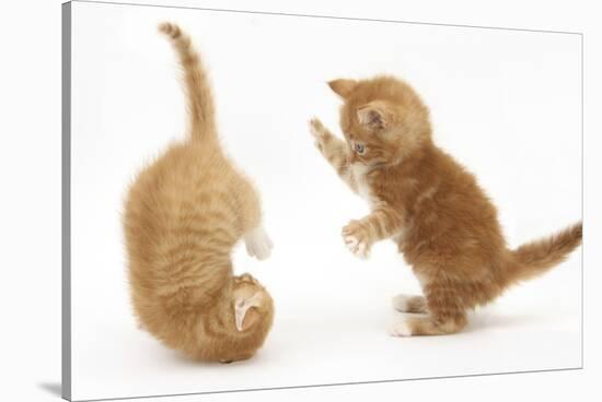 Two Ginger Kittens, 7 Weeks, Play-Fighting-Mark Taylor-Stretched Canvas