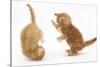 Two Ginger Kittens, 7 Weeks, Play-Fighting-Mark Taylor-Stretched Canvas