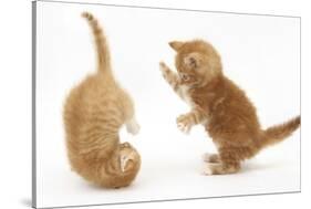 Two Ginger Kittens, 7 Weeks, Play-Fighting-Mark Taylor-Stretched Canvas