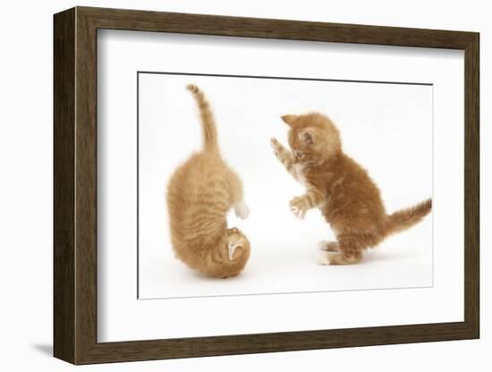 Two Ginger Kittens, 7 Weeks, Play-Fighting-Mark Taylor-Framed Photographic Print