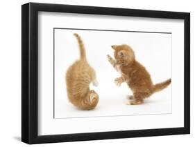 Two Ginger Kittens, 7 Weeks, Play-Fighting-Mark Taylor-Framed Photographic Print
