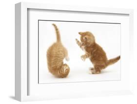 Two Ginger Kittens, 7 Weeks, Play-Fighting-Mark Taylor-Framed Photographic Print