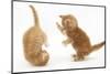 Two Ginger Kittens, 7 Weeks, Play-Fighting-Mark Taylor-Mounted Photographic Print