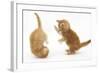 Two Ginger Kittens, 7 Weeks, Play-Fighting-Mark Taylor-Framed Photographic Print