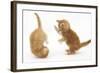 Two Ginger Kittens, 7 Weeks, Play-Fighting-Mark Taylor-Framed Photographic Print