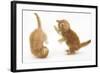 Two Ginger Kittens, 7 Weeks, Play-Fighting-Mark Taylor-Framed Photographic Print