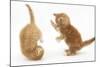 Two Ginger Kittens, 7 Weeks, Play-Fighting-Mark Taylor-Mounted Photographic Print