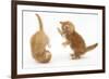 Two Ginger Kittens, 7 Weeks, Play-Fighting-Mark Taylor-Framed Photographic Print