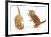 Two Ginger Kittens, 7 Weeks, Play-Fighting-Mark Taylor-Framed Photographic Print