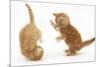 Two Ginger Kittens, 7 Weeks, Play-Fighting-Mark Taylor-Mounted Photographic Print
