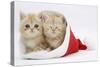 Two Ginger Kittens in a Father Christmas Hat-Mark Taylor-Stretched Canvas