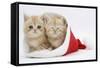 Two Ginger Kittens in a Father Christmas Hat-Mark Taylor-Framed Stretched Canvas