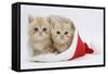 Two Ginger Kittens in a Father Christmas Hat-Mark Taylor-Framed Stretched Canvas