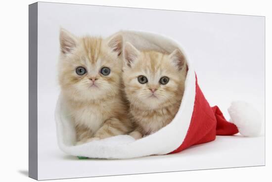 Two Ginger Kittens in a Father Christmas Hat-Mark Taylor-Stretched Canvas