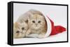 Two Ginger Kittens in a Father Christmas Hat-Mark Taylor-Framed Stretched Canvas
