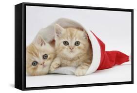 Two Ginger Kittens in a Father Christmas Hat-Mark Taylor-Framed Stretched Canvas