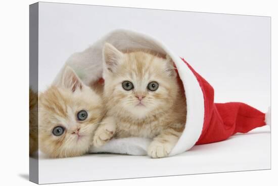 Two Ginger Kittens in a Father Christmas Hat-Mark Taylor-Stretched Canvas