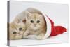 Two Ginger Kittens in a Father Christmas Hat-Mark Taylor-Stretched Canvas