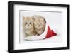 Two Ginger Kittens in a Father Christmas Hat-Mark Taylor-Framed Premium Photographic Print