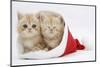 Two Ginger Kittens in a Father Christmas Hat-Mark Taylor-Mounted Premium Photographic Print