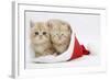 Two Ginger Kittens in a Father Christmas Hat-Mark Taylor-Framed Photographic Print