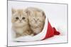 Two Ginger Kittens in a Father Christmas Hat-Mark Taylor-Mounted Photographic Print