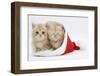 Two Ginger Kittens in a Father Christmas Hat-Mark Taylor-Framed Photographic Print