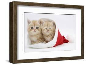 Two Ginger Kittens in a Father Christmas Hat-Mark Taylor-Framed Photographic Print