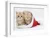 Two Ginger Kittens in a Father Christmas Hat-Mark Taylor-Framed Photographic Print