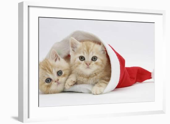 Two Ginger Kittens in a Father Christmas Hat-Mark Taylor-Framed Photographic Print