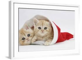 Two Ginger Kittens in a Father Christmas Hat-Mark Taylor-Framed Photographic Print